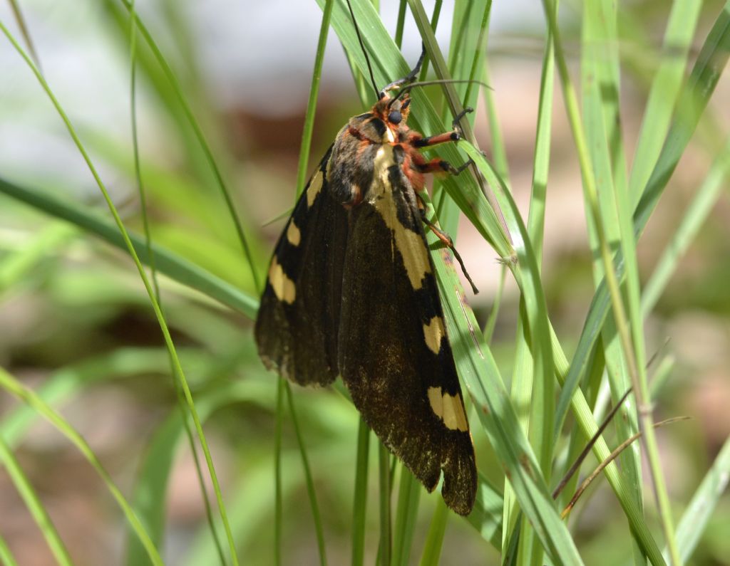 Pericallia matronula?